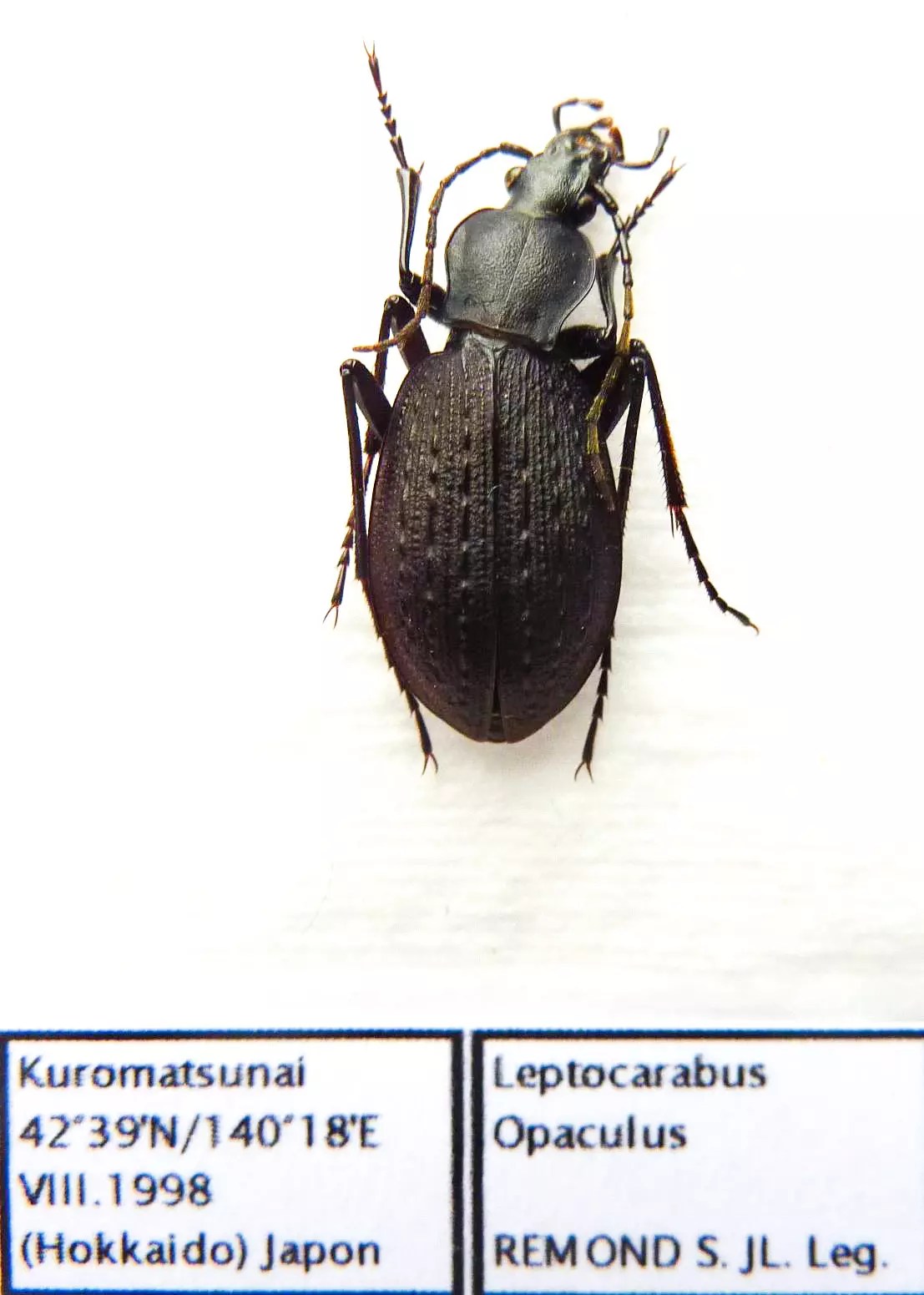 Carabus leptocarabus opaculus (female A1) from JAPAN