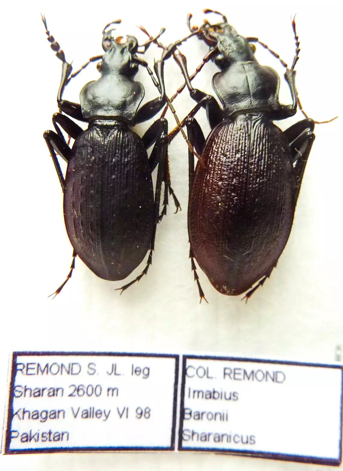 Carabus imabius baronii sharanicus (pair A1) from PAKISTAN