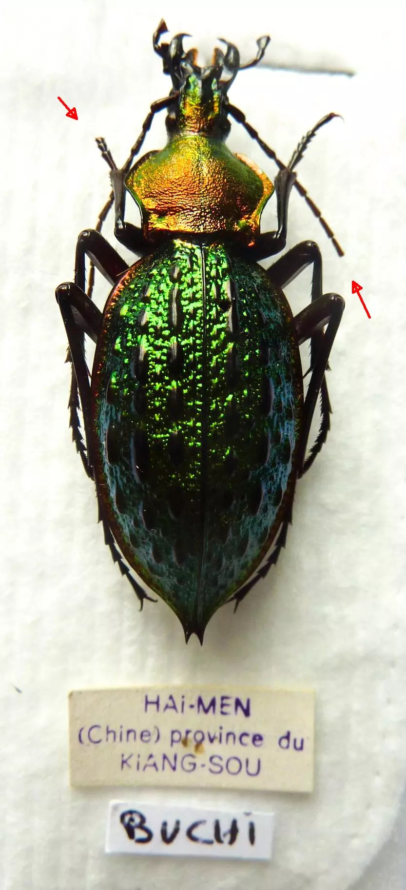 Carabus coptolabrus lafossei buchi loc. typ. (female A2 was pinned) from CHINA