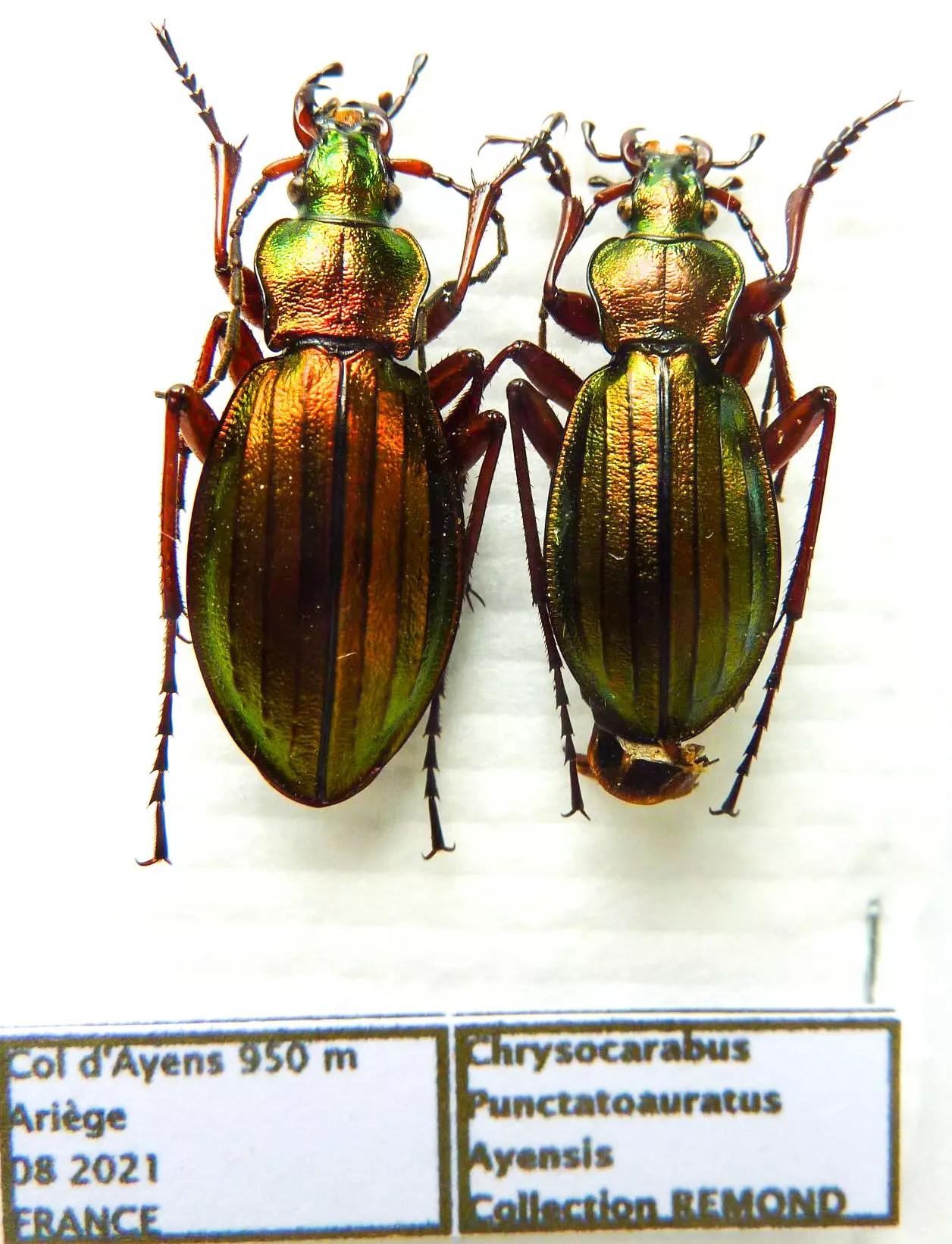 Carabus chrysocarabus punctatoauratus ayensis (pair A1) from FRANCE