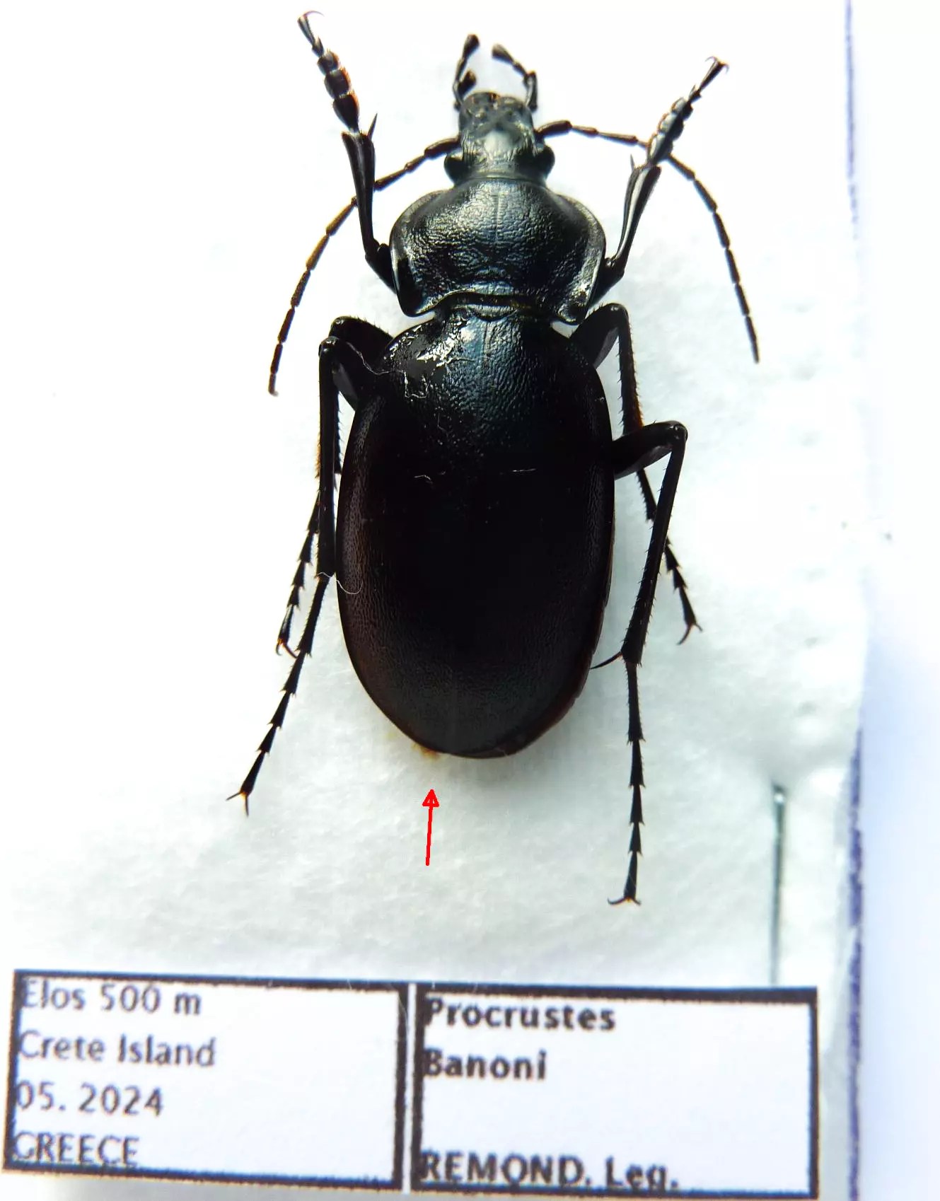 Carabus procrustes banoni (male A2) from GREECE