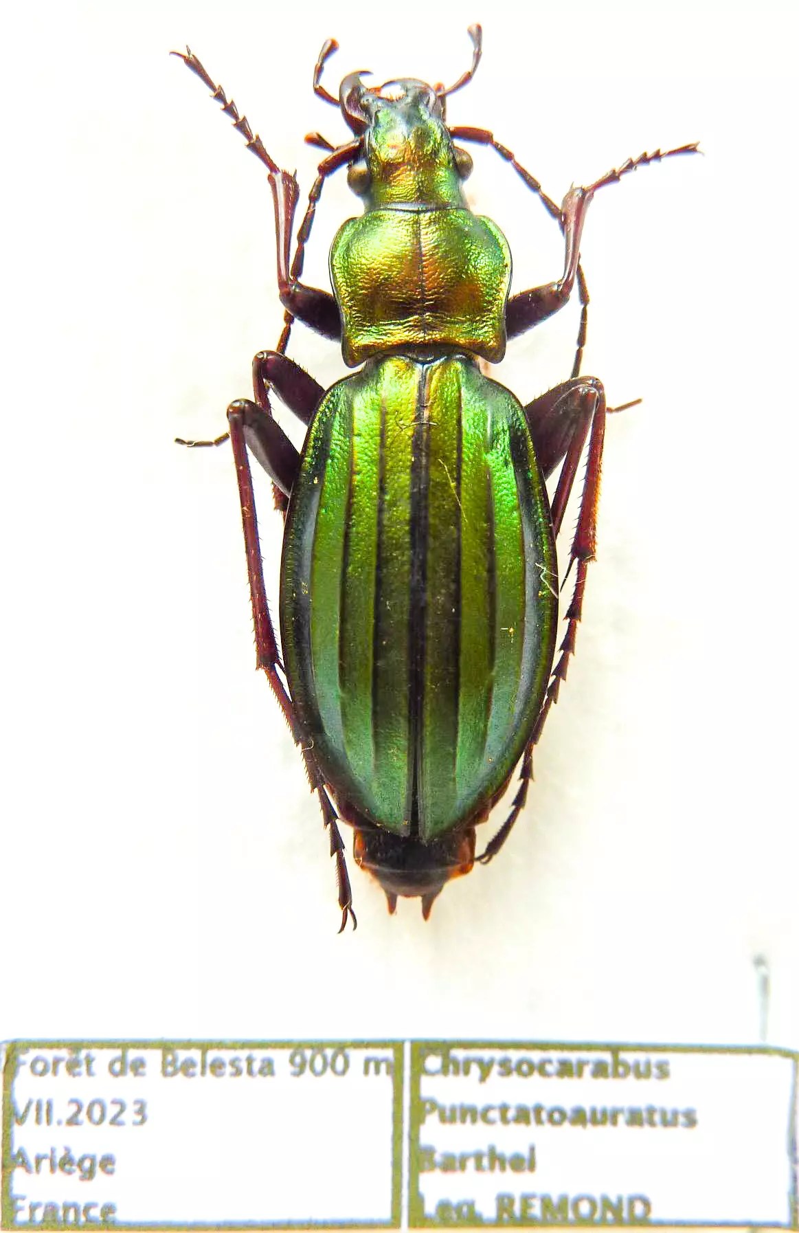 Carabus chrysocarabus punctatoauratus barthei  (female A1) from FRANCE