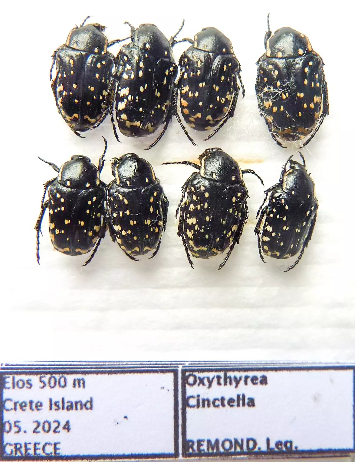 Oxythyrea cinctella (8 ex A1) from GREECE