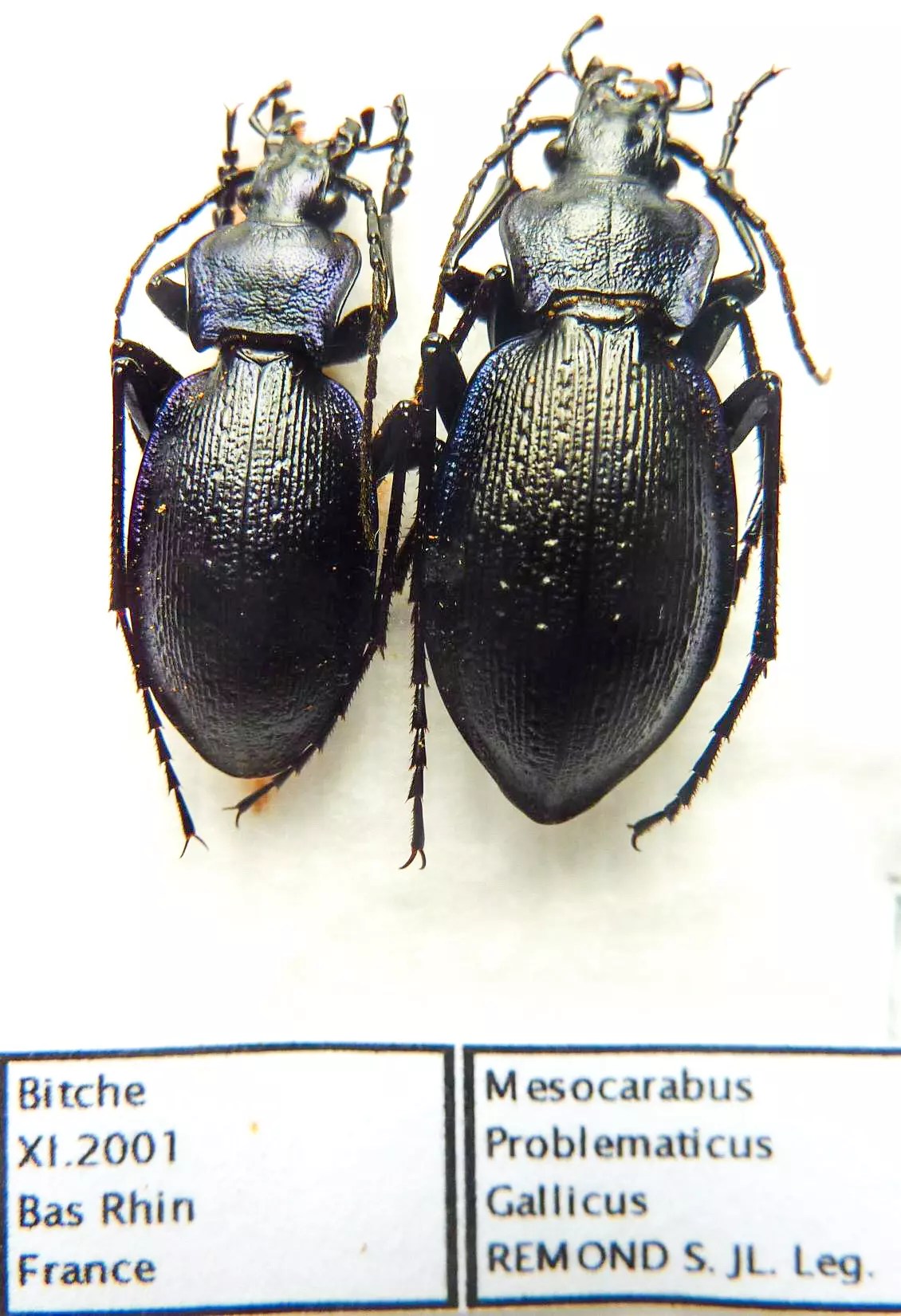 Carabus mesocarabus problematicus gallicus (pair A1) from FRANCE