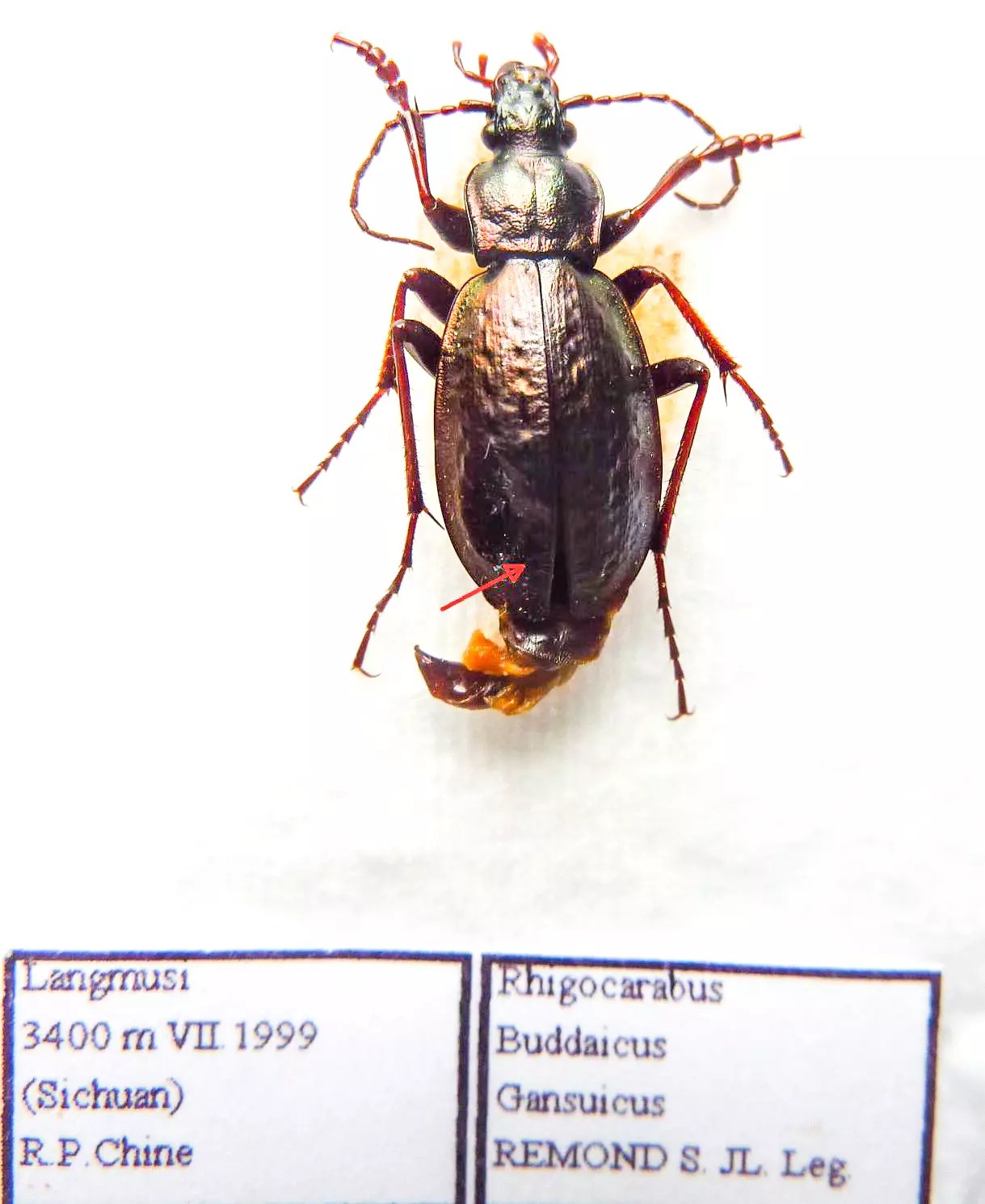 Carabus rhigocarabus buddaicus gansuicus (male A2) from CHINA