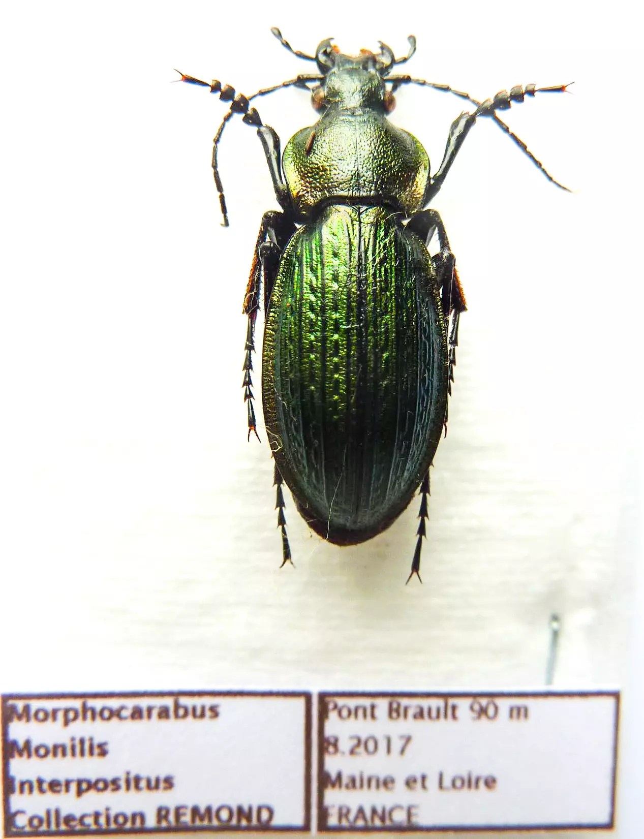 Carabus morphocarabus monilis interpositus (male A1) from FRANCE