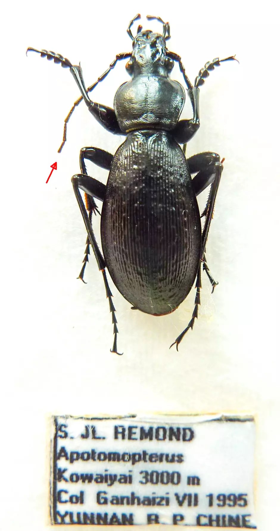 Carabus apotomopterus kowaiyai (male A2) from CHINA