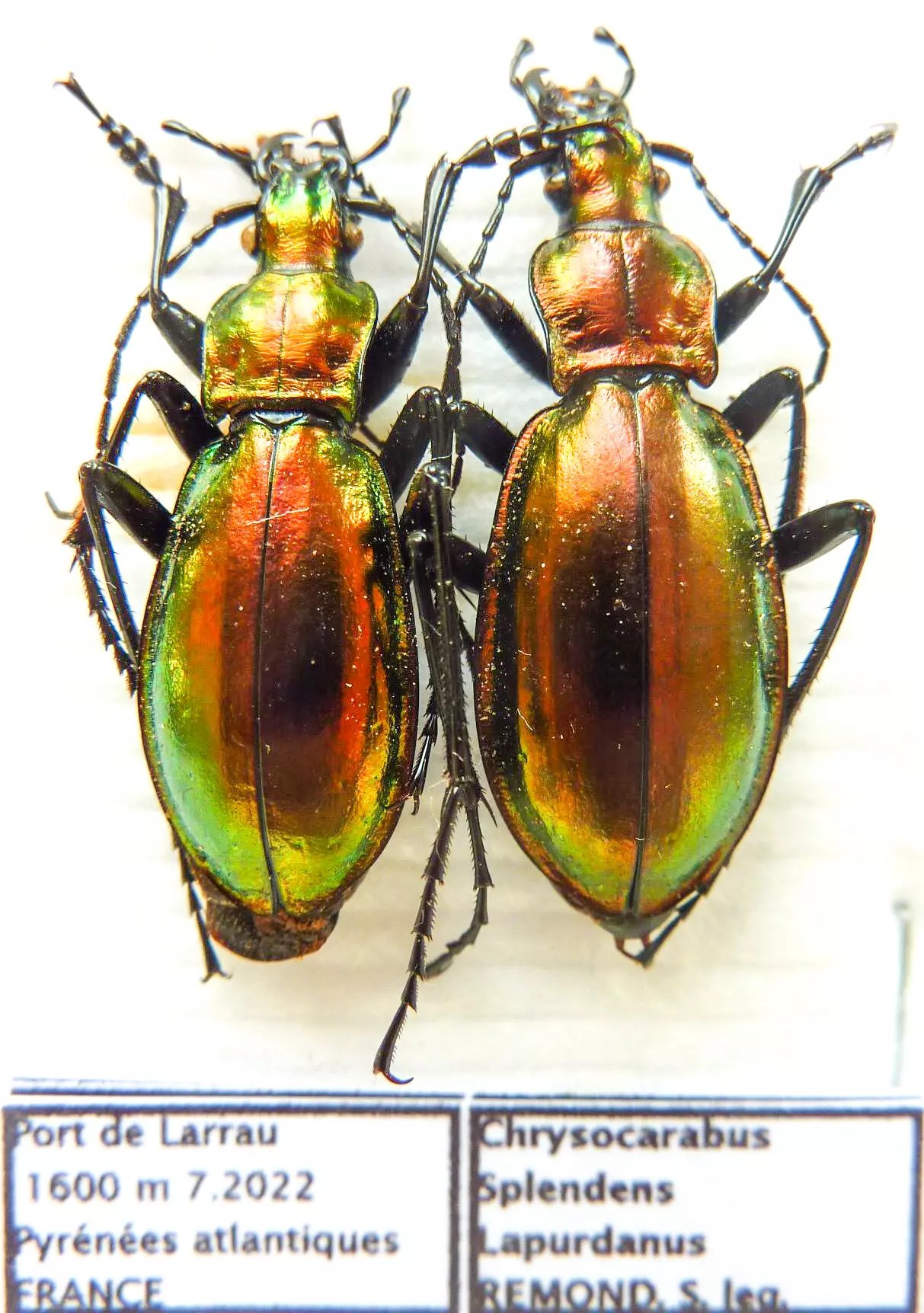 Carabus chrysocarabus splendens lapurdanus (pair A1) from FRANCE