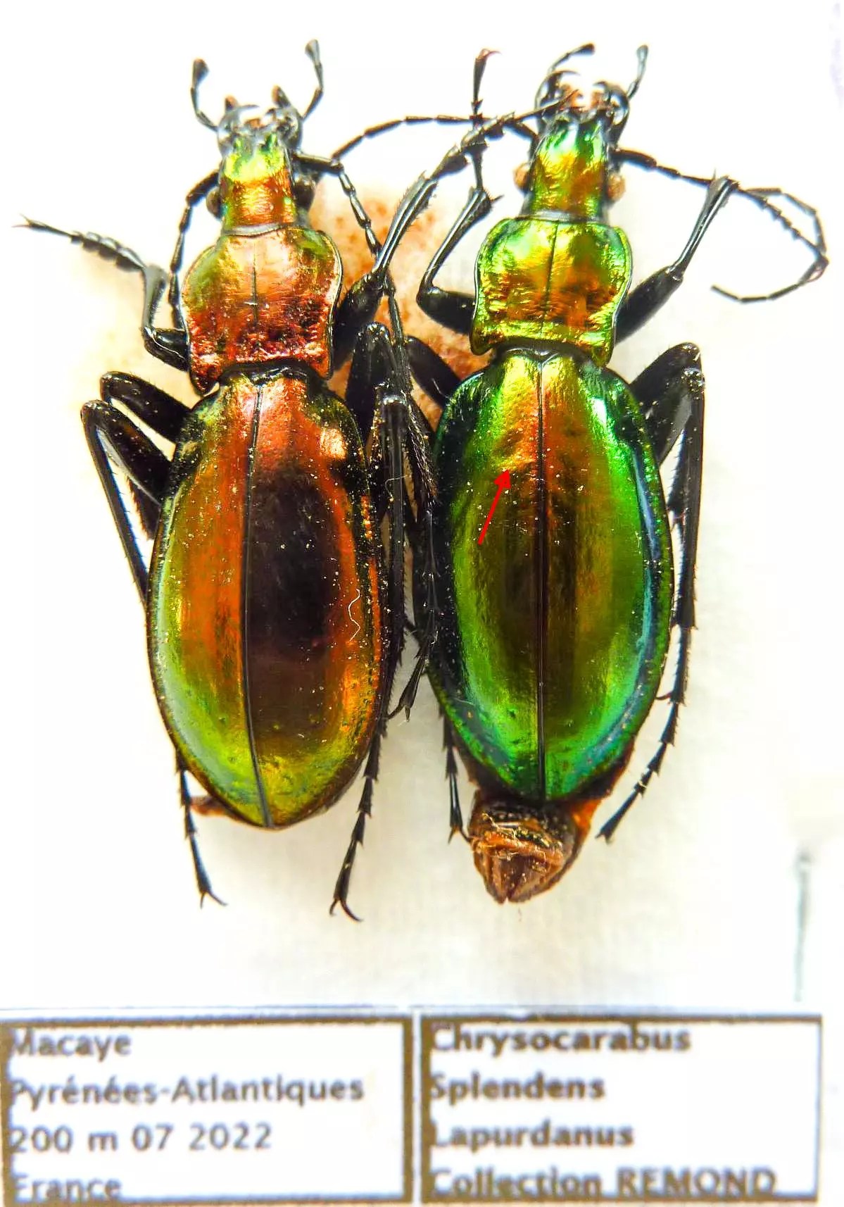 Carabus chrysocarabus splendens lapurdanus (pair A2) from FRANCE