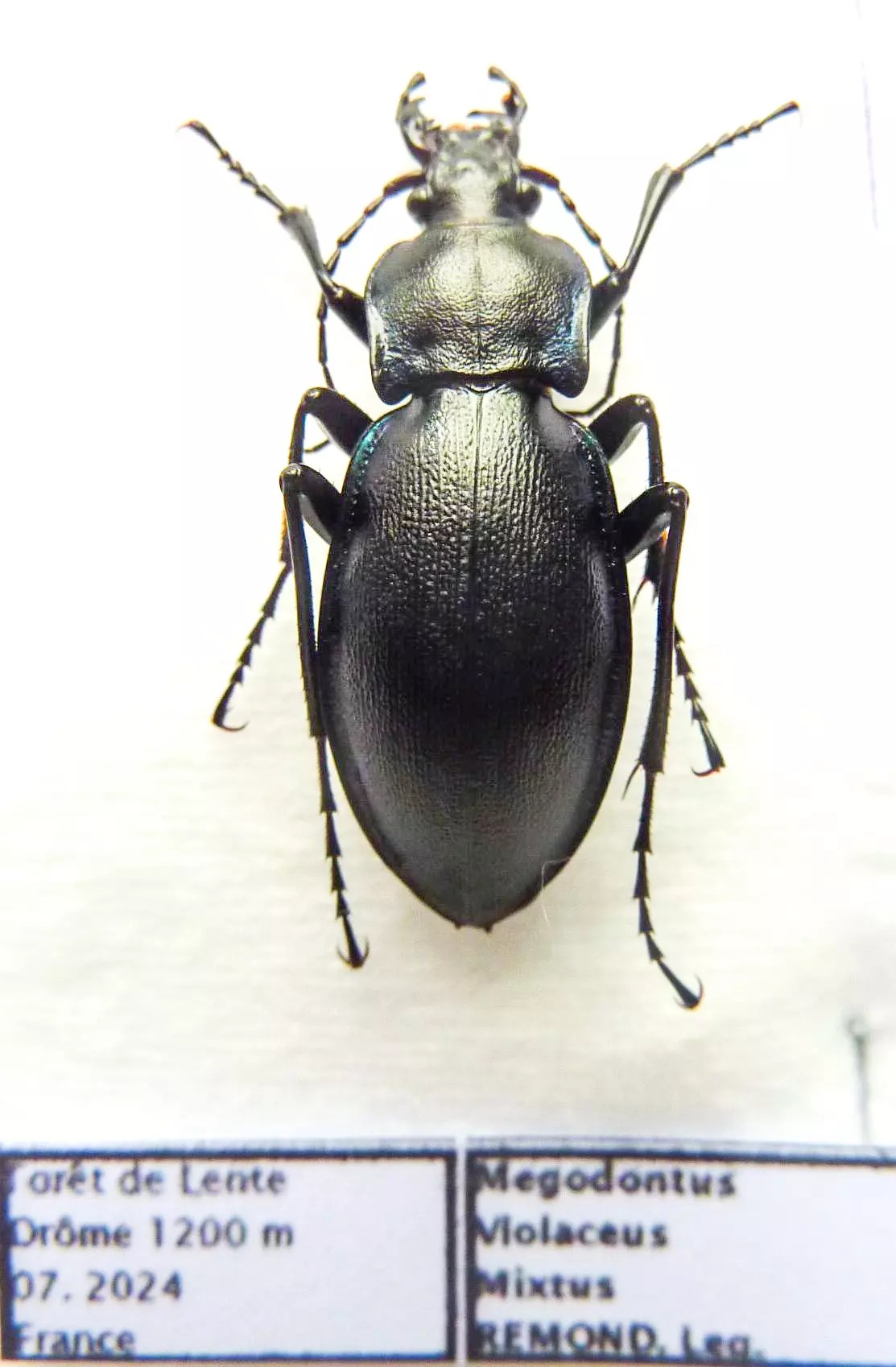 Carabus megodontus violaceus mixtus (female A1) from FRANCE