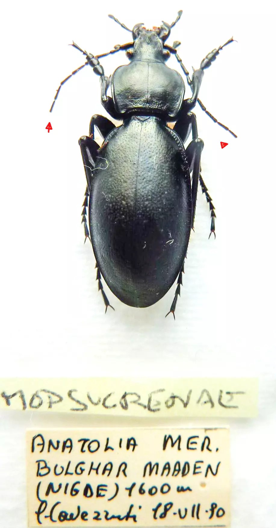 Carabus procrustes coriaceus mopsucrenae (male A2) from TURKEY