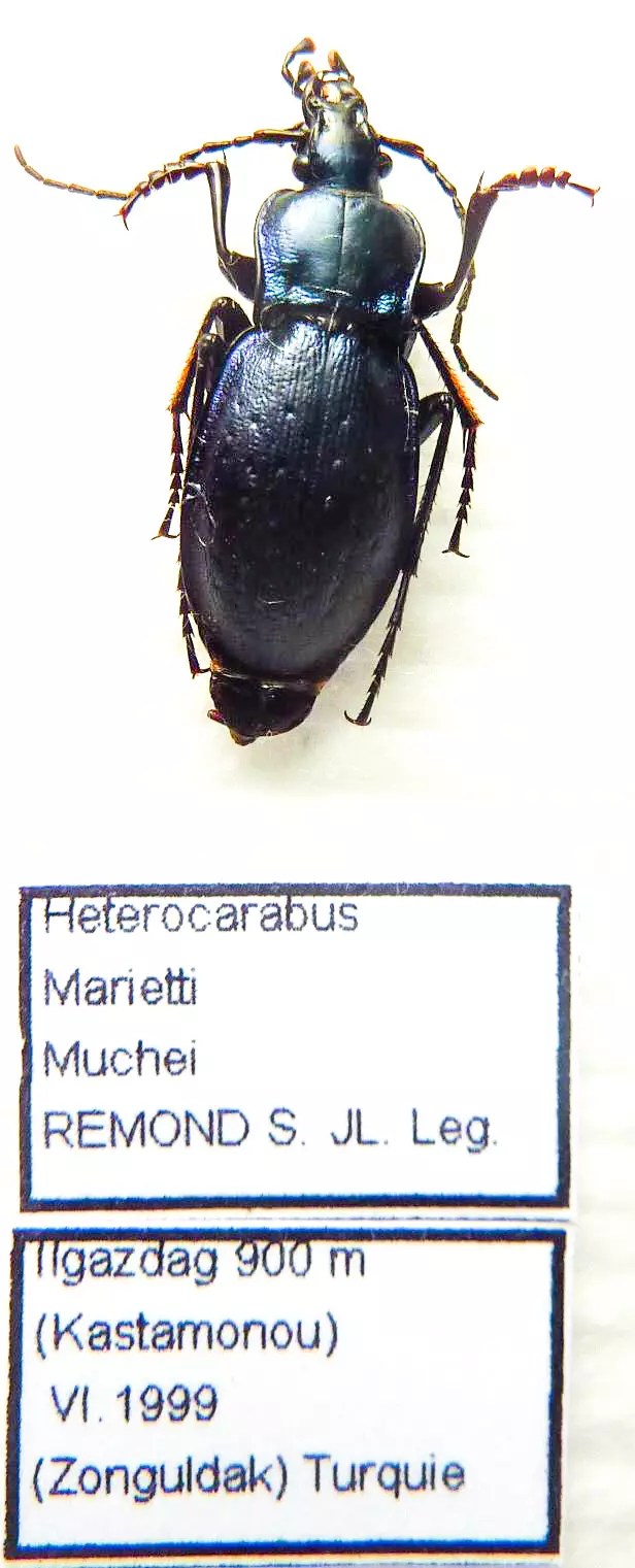 Carabus heterocarabus marietti muchei (male A1) from TURKEY
