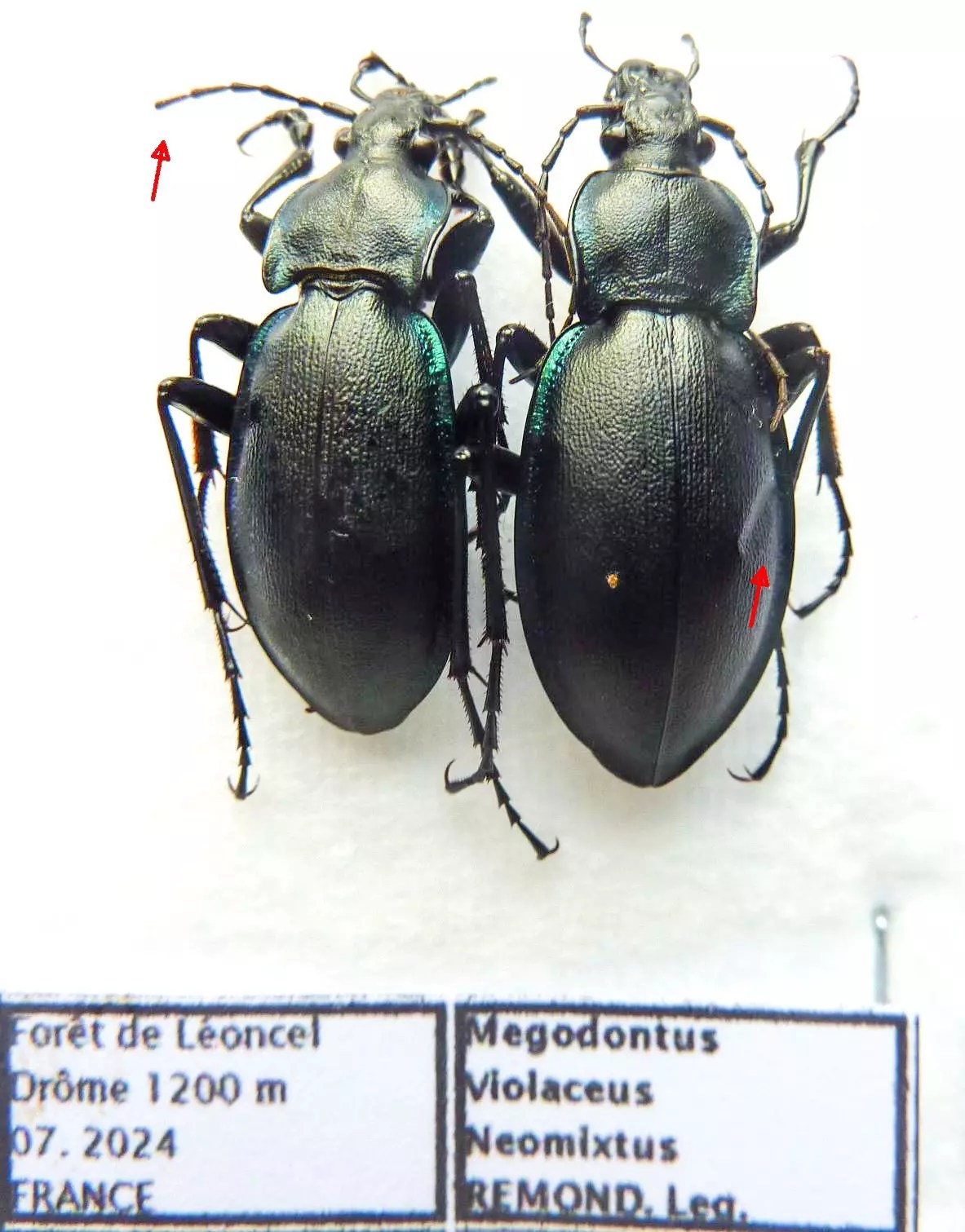 Carabus megodontus violaceus neomixtus (pair A2) from FRANCE