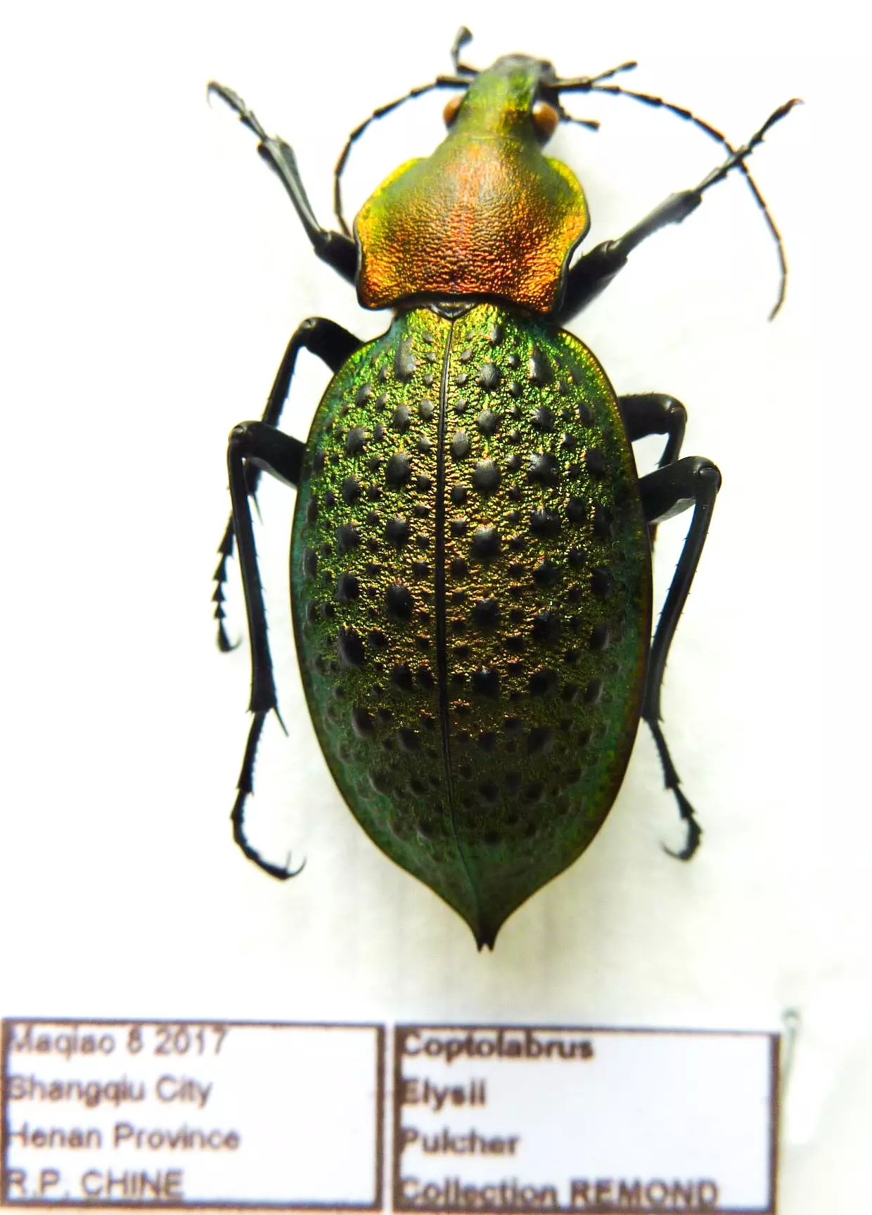 Carabus coptolabrus elysii pulcher (female A1) from CHINA