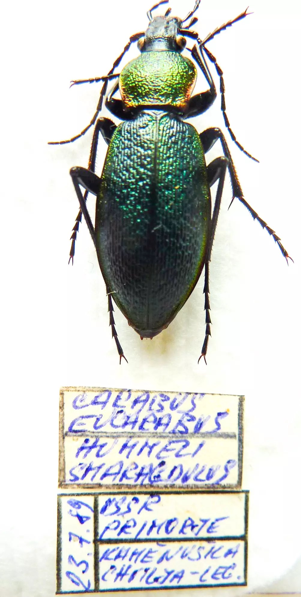 Carabus morphocarabus hummeli smaragdulus (female A1) from RUSSIA