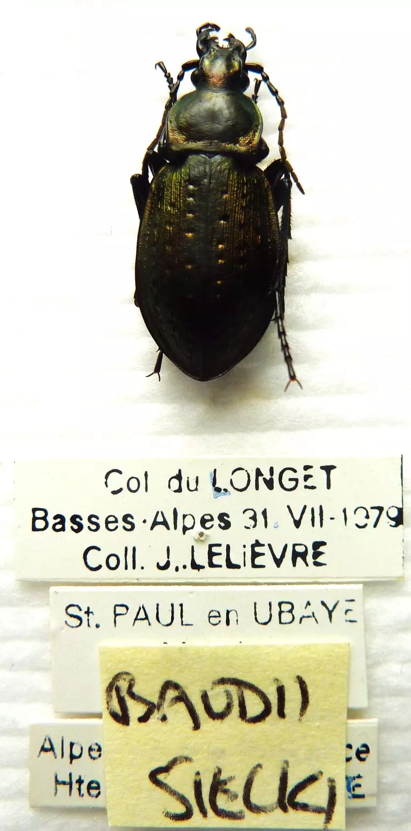 Carabus oreocarabus baudii stecki (female A1) from FRANCE