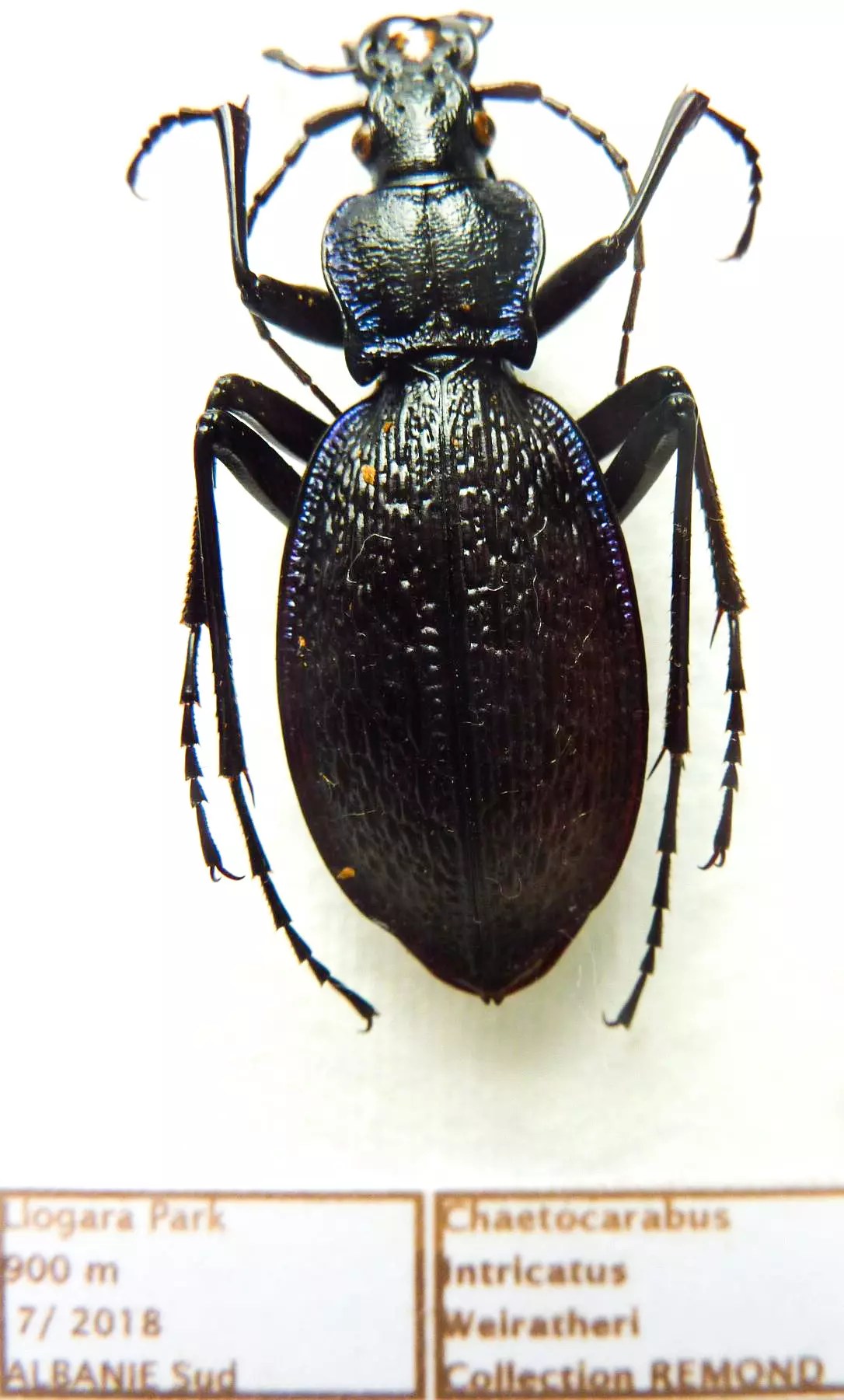 Carabus chaetocarabus intricatus weiratheri (female A1) from ALBANIA