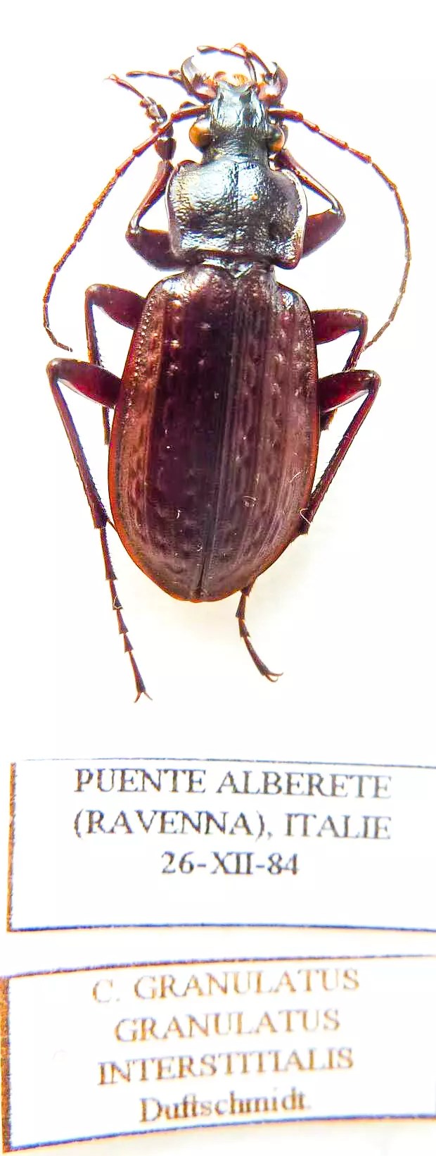 Carabus carabus granulatus interstitialis (male A1) from ITALY