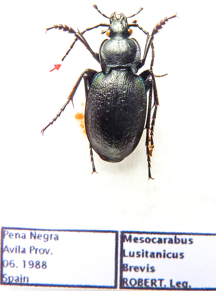 Carabus mesocarabus lusitanicus brevis (male A2) SPAIN