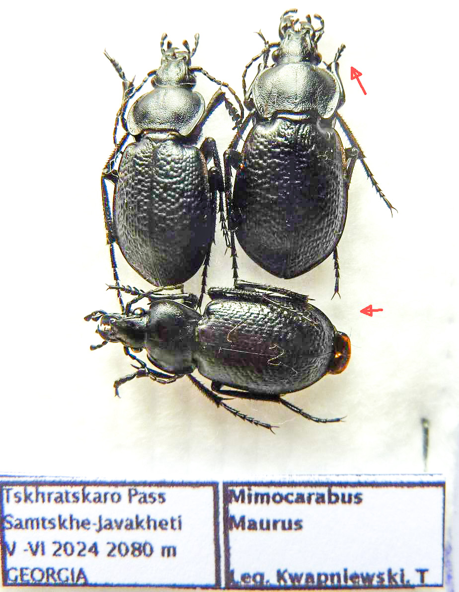 Carabus mimocarabus maurus (pair & male A2 ) from GEORGIA