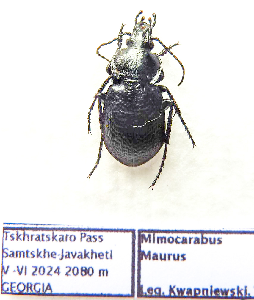 Carabus mimocarabus maurus (male A1) from GEORGIA