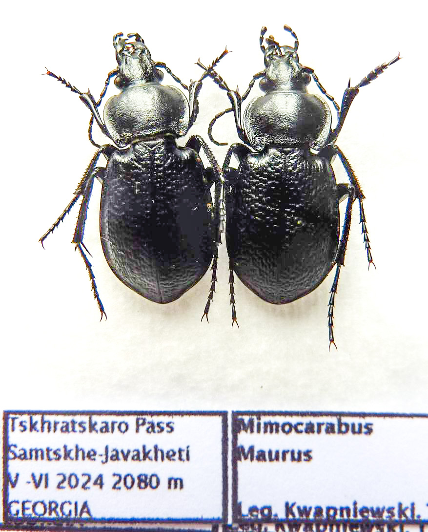 Carabus mimocarabus maurus (pair A1) from GEORGIA