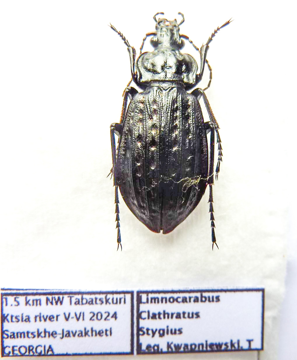 Carabus limnocarabus clathratus stygius (female A1) from GEORGIA