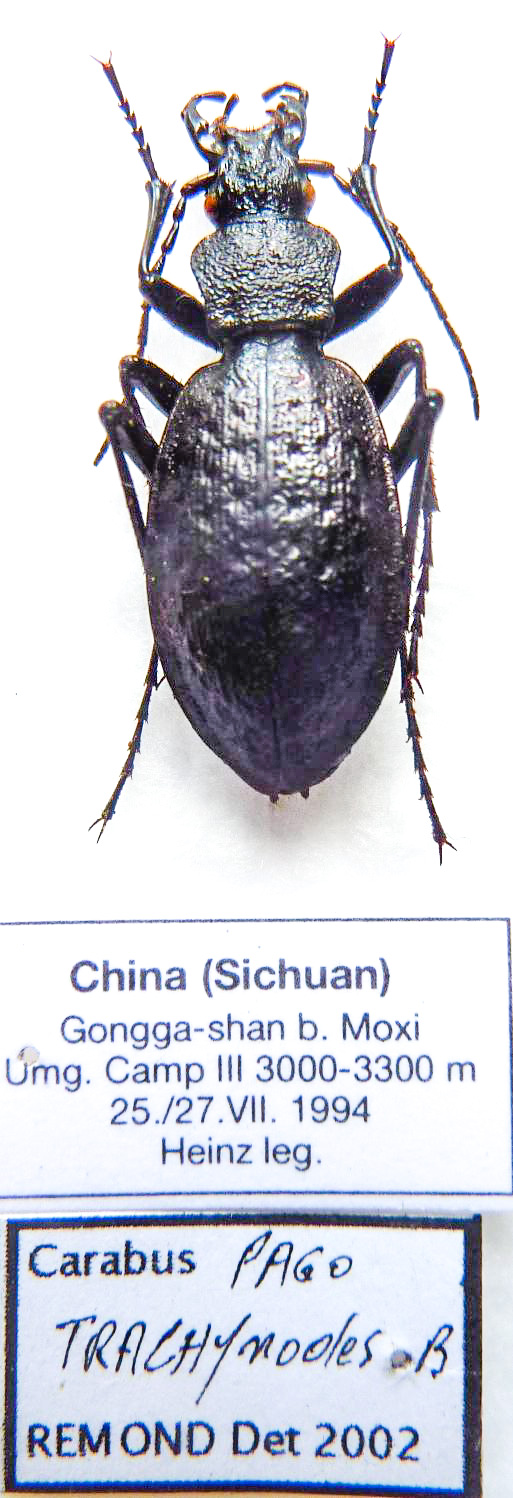 Carabus pagocarabus trachynodes (female A1) from CHINA