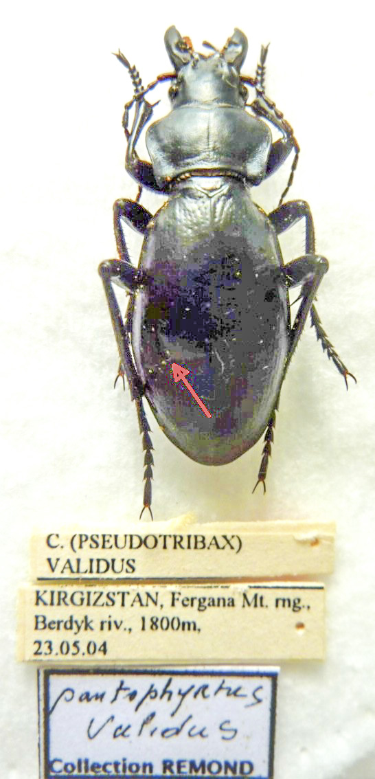 Carabus pantophyrtus validus (female A2) from KYRGYZSTAN