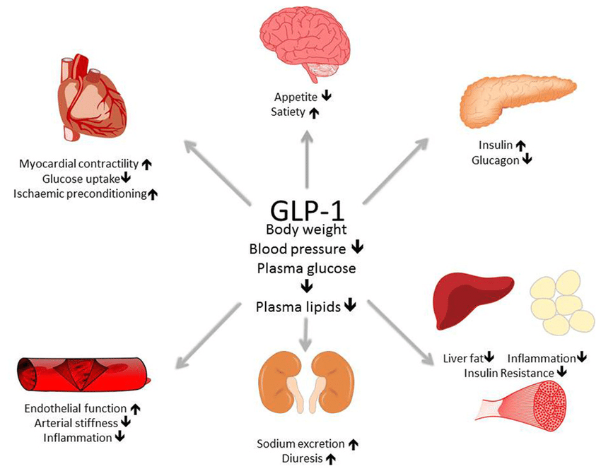 10 Facts About Weight Regain After GLP-1 Medications