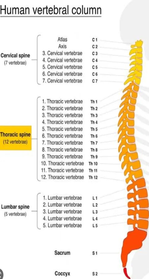 Human Vertebral Column