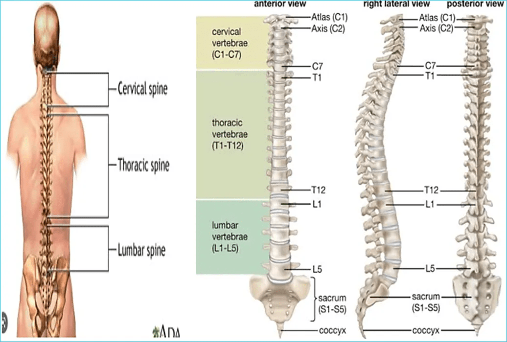 Spinal cord Injury
