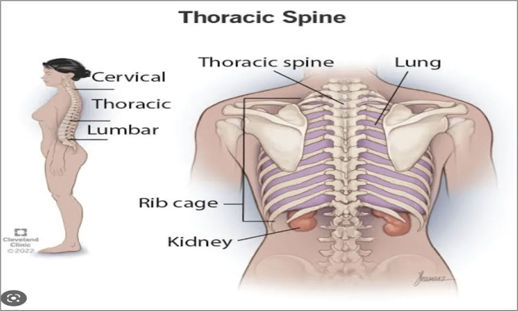 Thoracic Spine