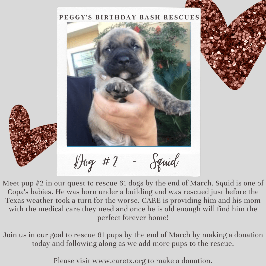 homepage - caretxorg dog rescue and adoptions on lost our home pet rescue reviews