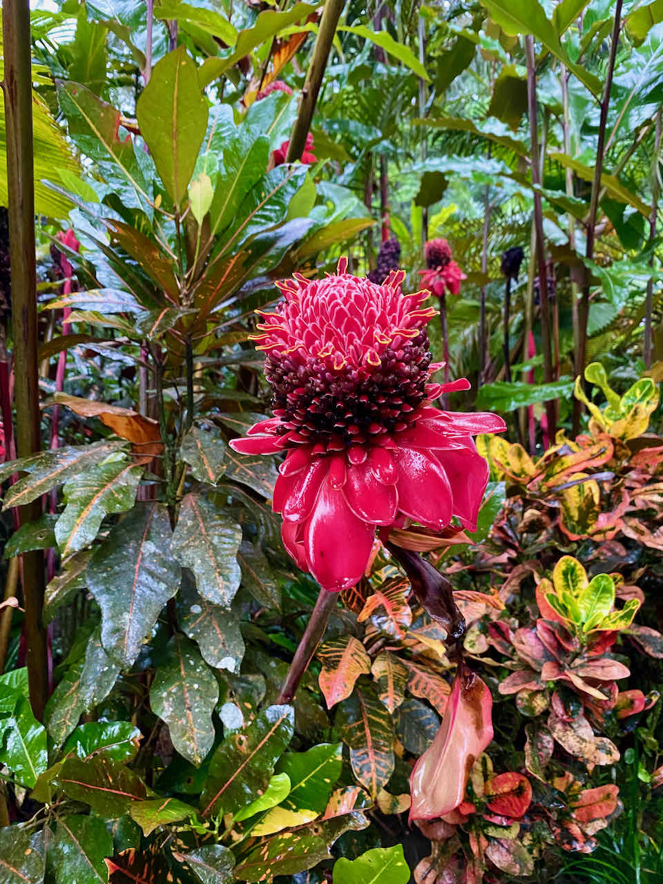 Tabacon Costa Rica Hotel Review