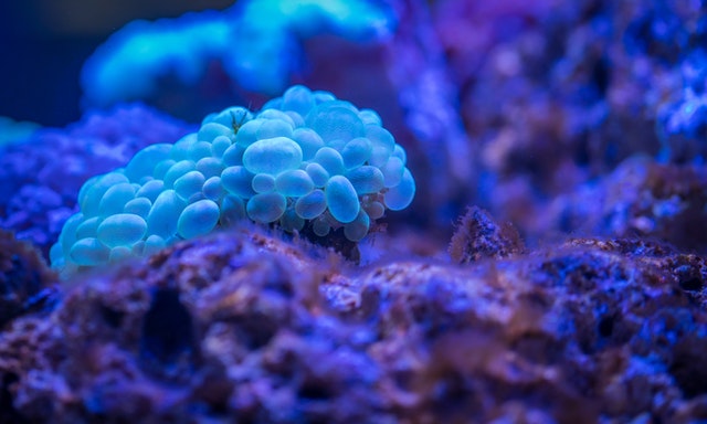 Storm Ridden Coral System Restored by a Radical 10-Year Restoration