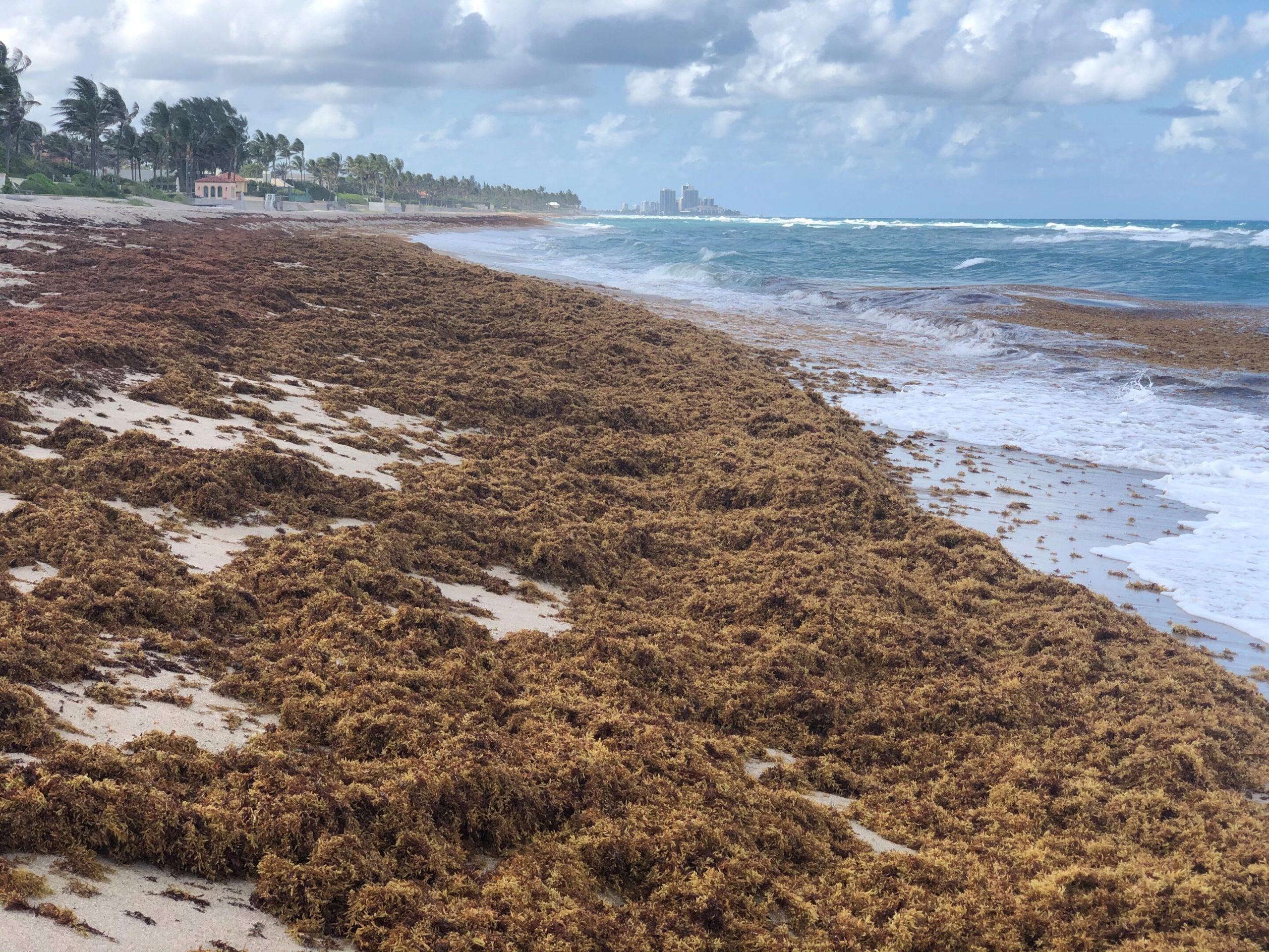 Surge in nitrogen has turned sargassum into the world’s largest