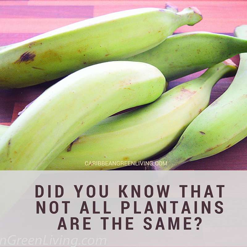 The Different Types of Plantains: What to Know and How