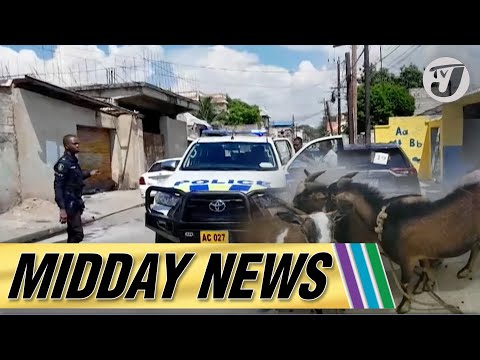 106 Gangs Operating in Jamaica | 2 Illegal Firearms Found  | Goat Thief Caught #tvjmiddaynews