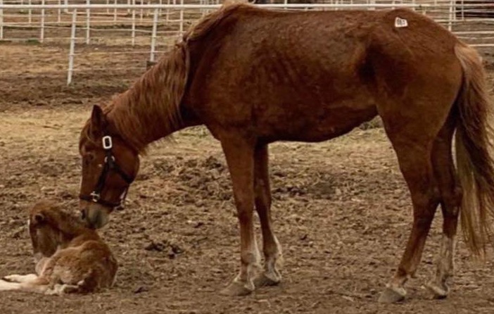 Diamond Bar Ranch Works to Save Pregnant Mares from Kill Pens- Calls on Ag Committees for the SAFE Act in the Farm Bill
