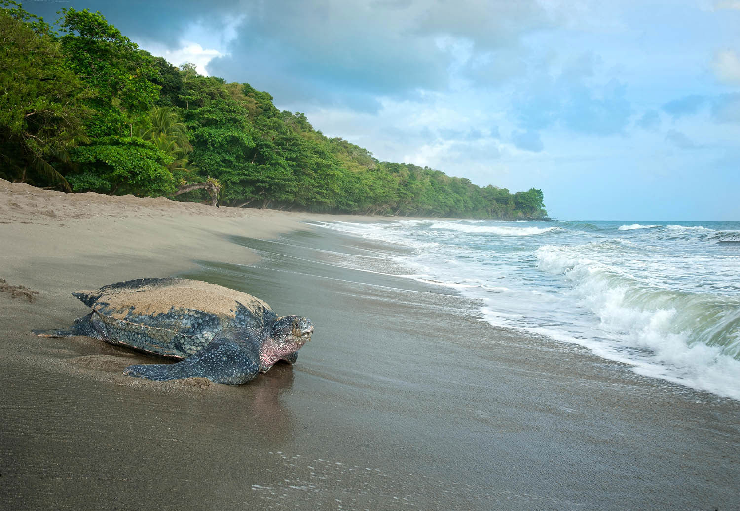 Turtle time!
