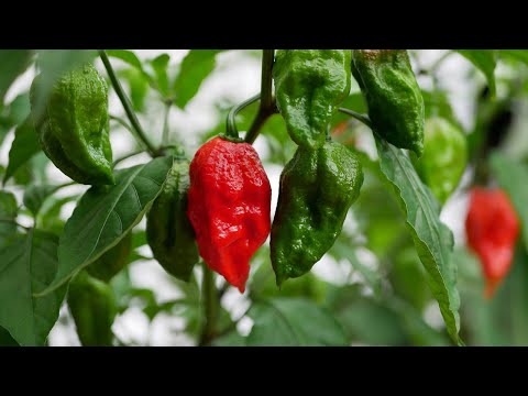 Dad’s Kitchen Garden In Toronto | CaribbeanPot.com