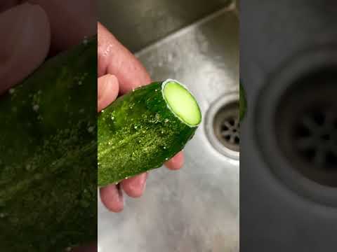 Bitter Cucumbers | CaribbeanPot.com