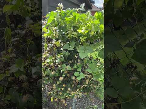 Gardening Tip | CaribbeanPot.com