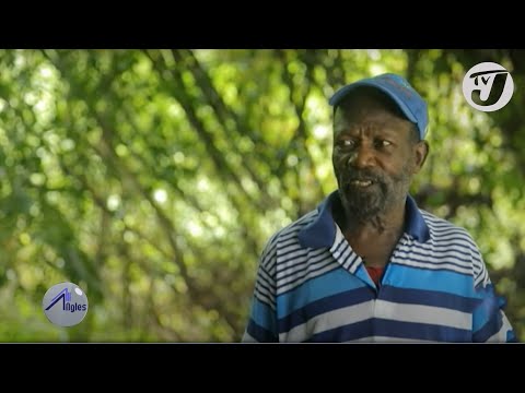 What will Christmas Dinner look Like  – Agriculture Sector after the Rain | TVJ All Angles