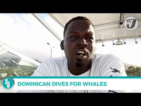 Dominican Dives for Whales Pernell Francis | TVJ Smile Jamaica