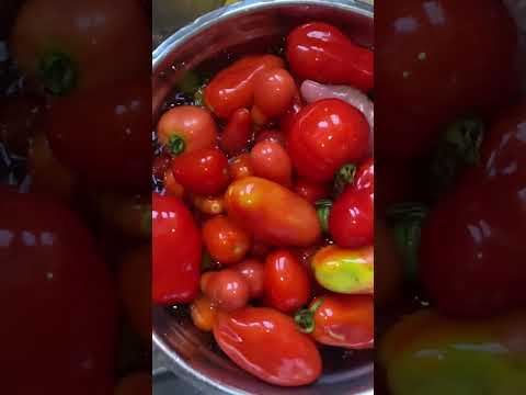 Harvest #shorts | CaribbeanPot.com