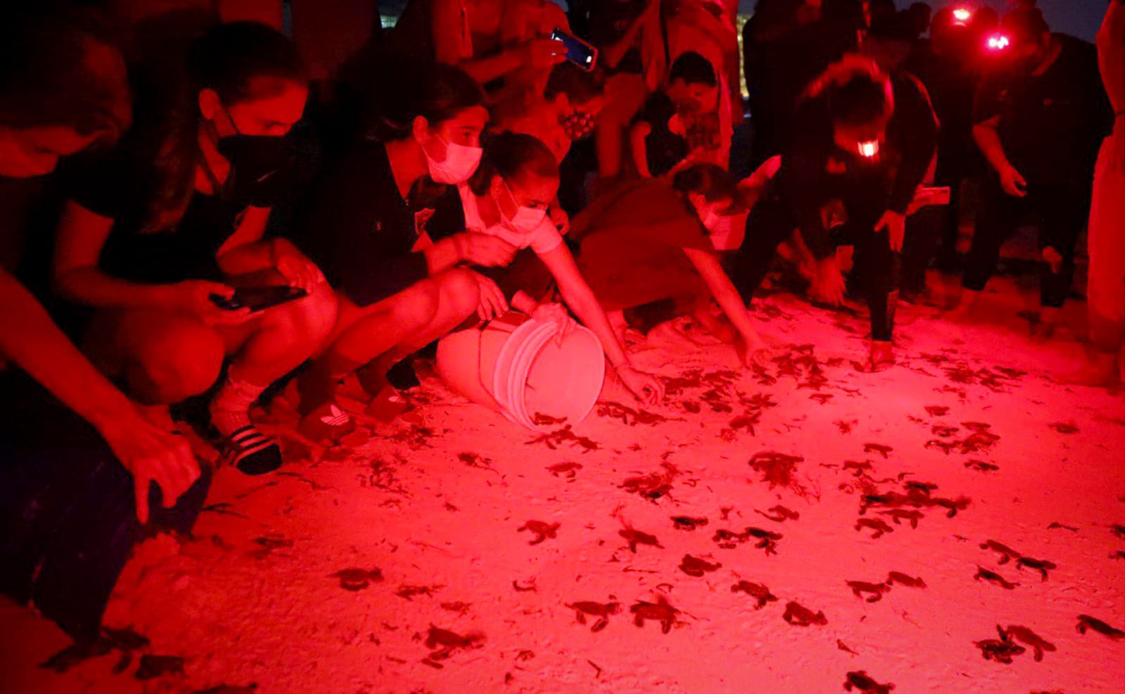 Han protegido más de 7 mil nidos de tortuga en Cancún