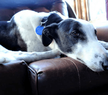 pet cremation auckland caring cremations ltd on pet cremation cost nz