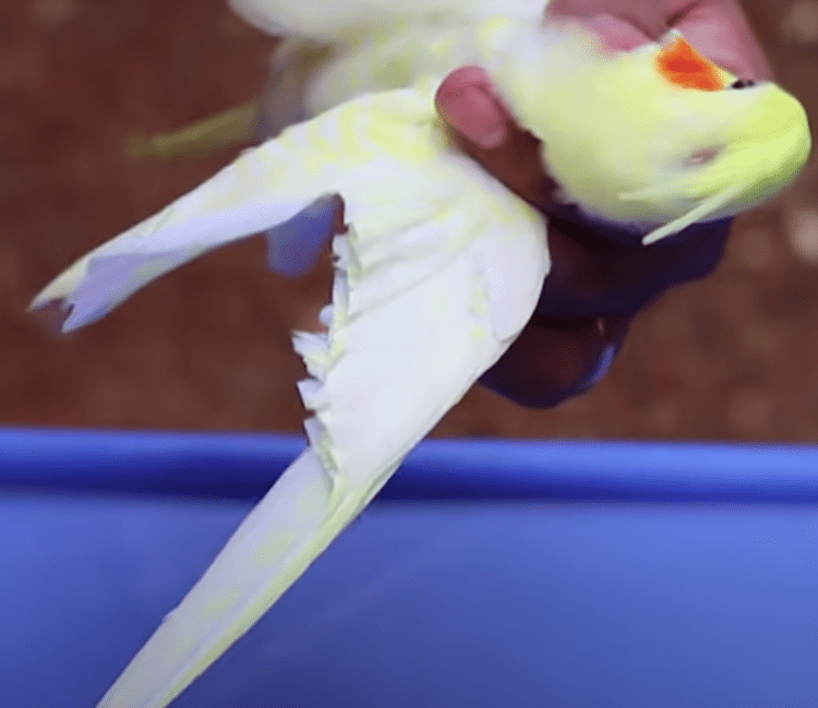 Clipping a cockatiels wings